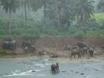 The elephant sanctuary