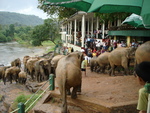 The elephant sanctuary
