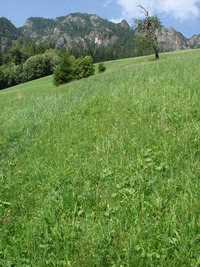 alpbach07