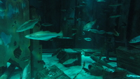 bristol_aquarium_14