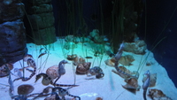 bristol_aquarium_14