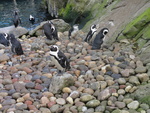 Millie at Bristol Zoo