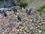 Millie at Bristol Zoo