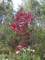 canada_17