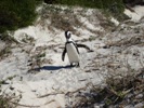 Being a tourist in Cape Town