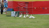 country_fair_11