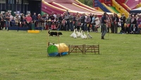 country_fair_11