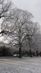 Snow on Victoria Park