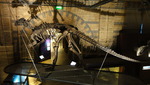 Natural History Museum