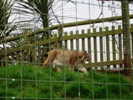 Sean and Shane at Woburn Safari Park