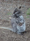 Sean and Shane at Woburn Safari Park