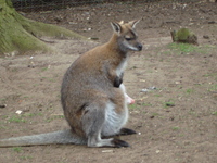 safari_park_08