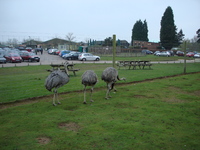 safari_park_08