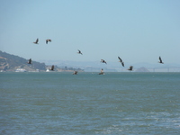 san_fran_16