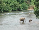 The elephant sanctuary