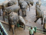 The elephant sanctuary