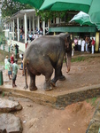 The elephant sanctuary