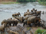 The elephant sanctuary