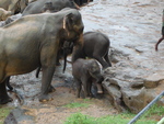 The elephant sanctuary