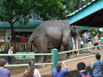 The elephant sanctuary