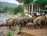 The elephant sanctuary