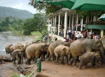 The elephant sanctuary