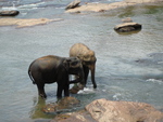 The elephant sanctuary