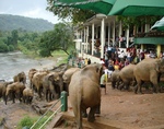 The elephant sanctuary