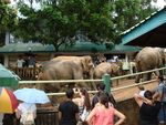 The elephant sanctuary