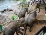 The elephant sanctuary