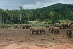 The elephant sanctuary