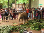 The elephant sanctuary