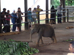 The elephant sanctuary