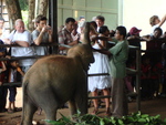 The elephant sanctuary