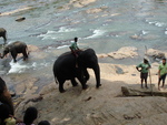 The elephant sanctuary