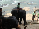 The elephant sanctuary