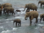 The elephant sanctuary