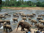 The elephant sanctuary