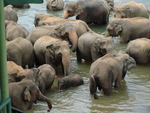 The elephant sanctuary