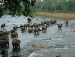 The elephant sanctuary