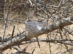 Southern Sri Lanka