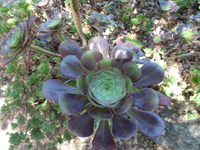 stanford_16